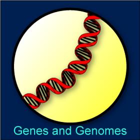 Genes and Genomes